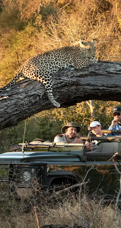 MalaMala luxury safari