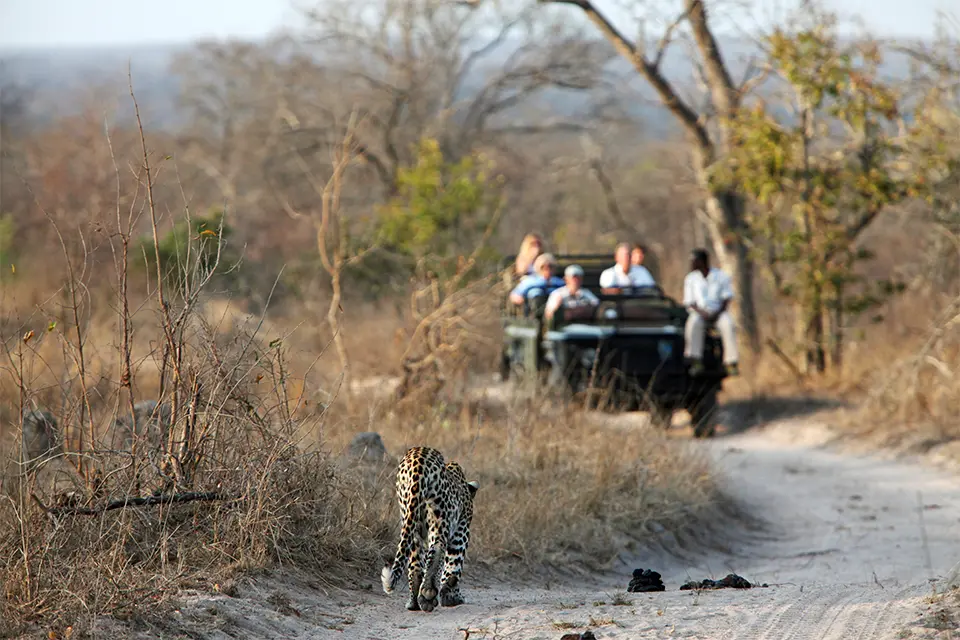 MalaMala & Madikwe Big 5 safari