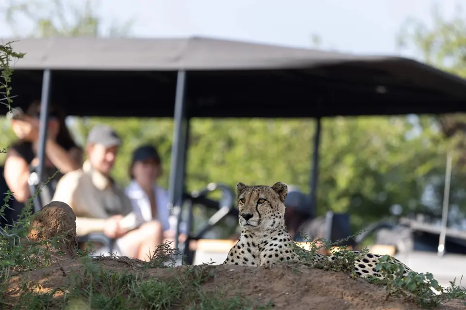 Malaria-free Big 5 safari in South Africa