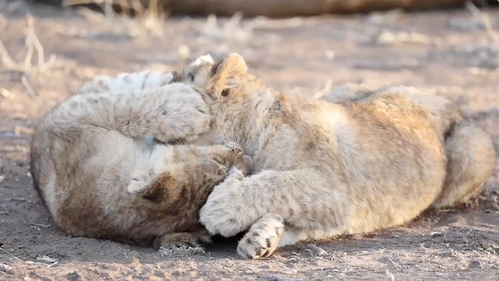 Malaria-free safari trip