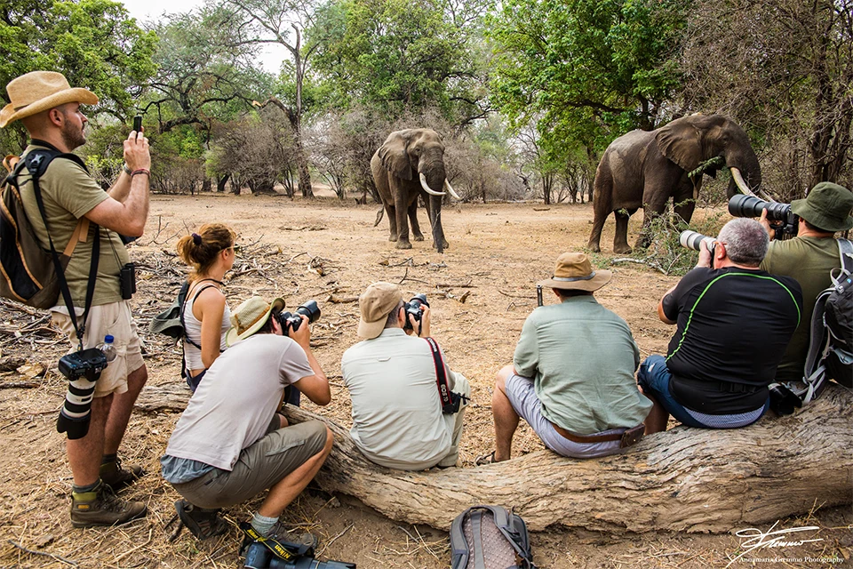 Ultimate Mana Pools safari