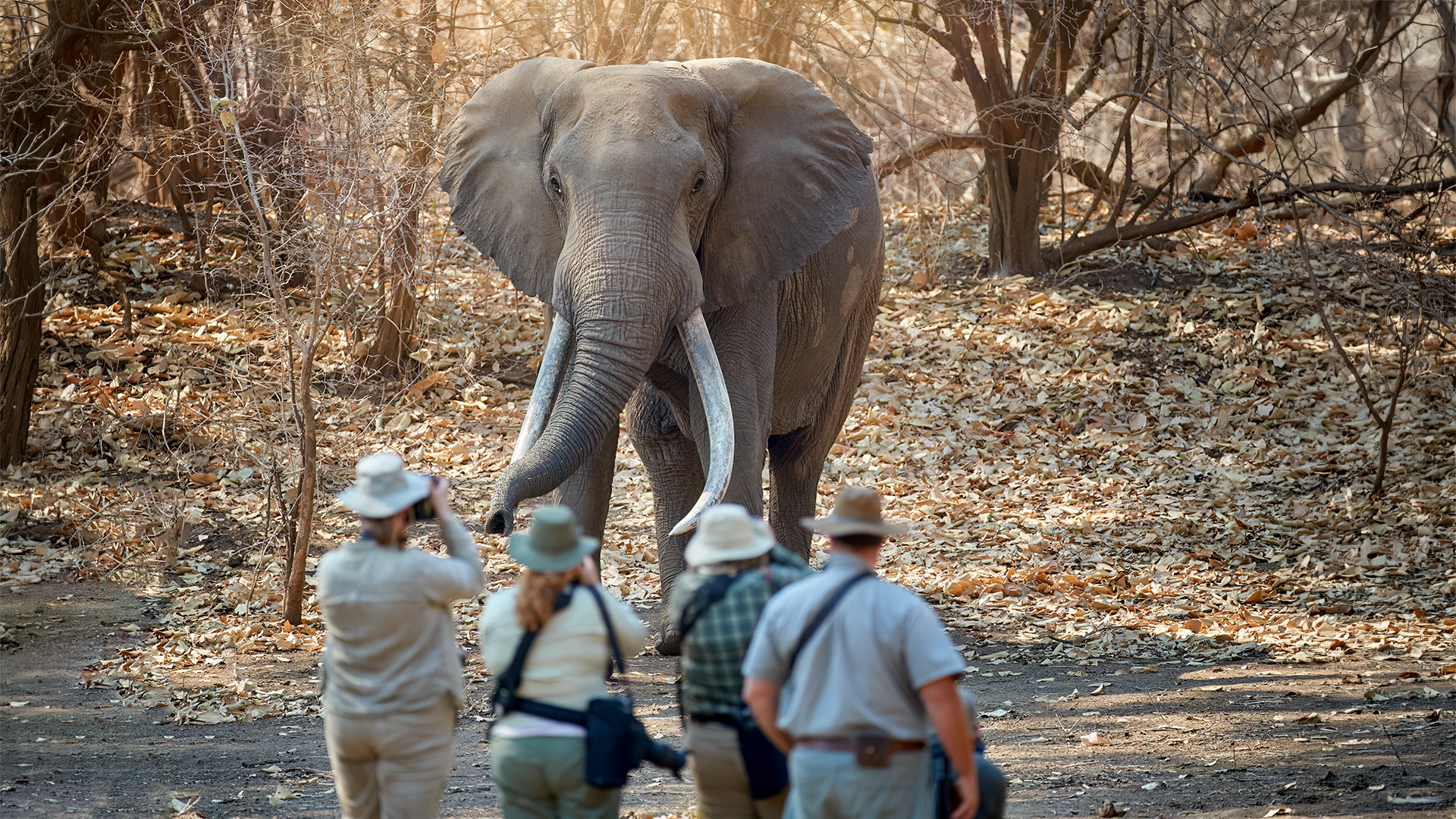 Safari guests on a guided walking safari observing a large African elephant in the bush at Mana Pools National Park, Zimbabwe