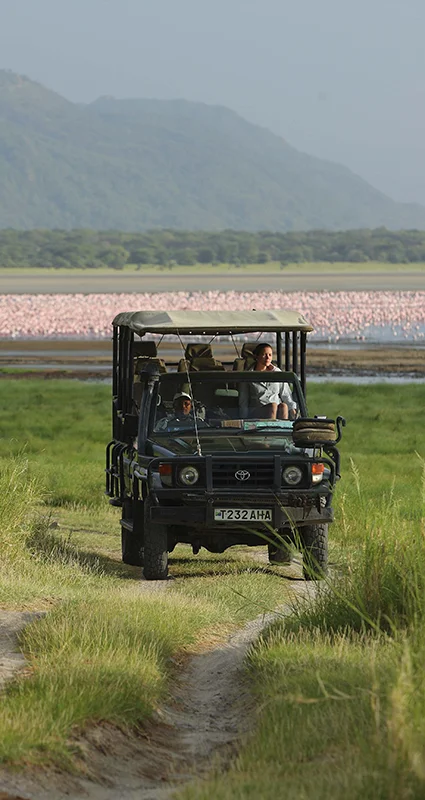 Safari vehicle driving through Lake Manyara National Park with a large flock of pink flamingos on the lake behind it