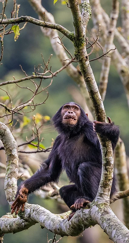 Chimpanzee perched in a forest tree during a chimp trekking experience in Nyungwe National Park