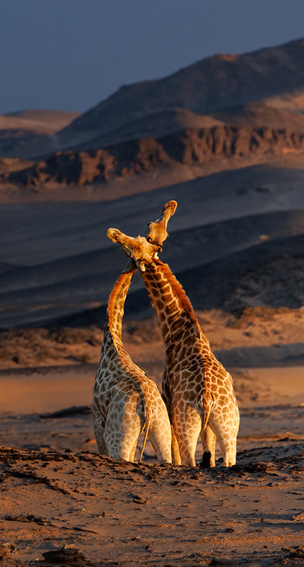 Luxury Namibia safari