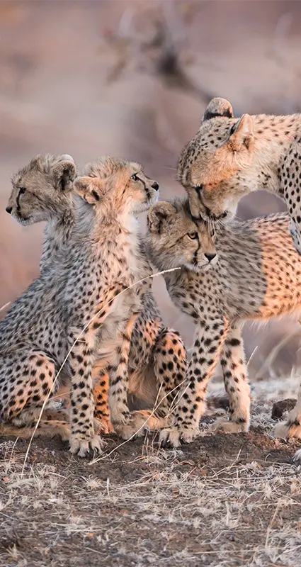 Mashatu luxury safari