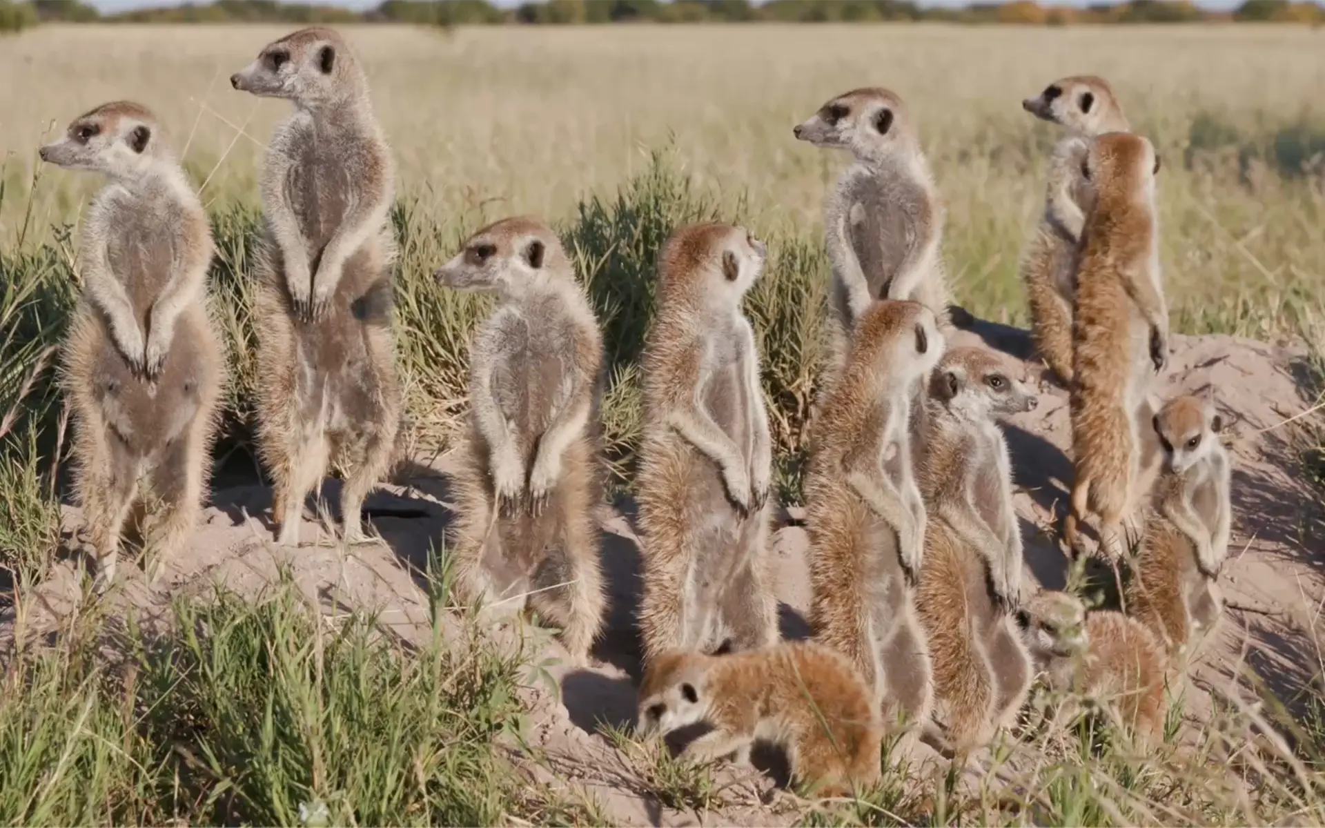 Spending time with a meerkat family in Botswana