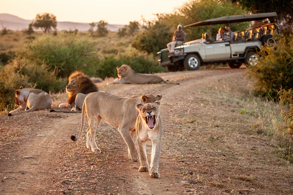 Madikwe Game Reserve