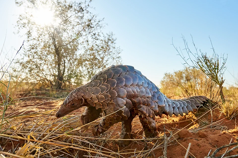Tswalu Kalahari Reserve