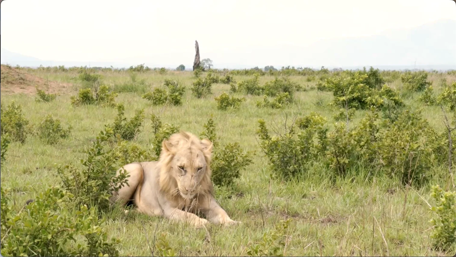 Male lion resting in open grassland in Mikumi National Park, Tanzania