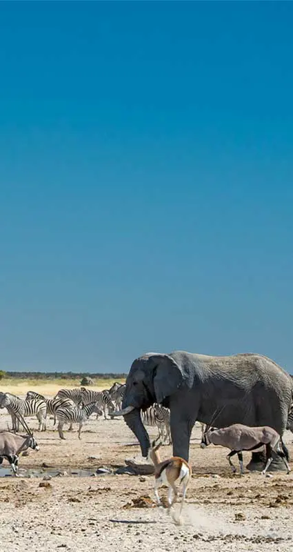 Etosha National Park