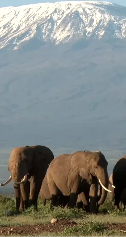 Herd of African elephants with snow-capped Mount Kilimanjaro in the background