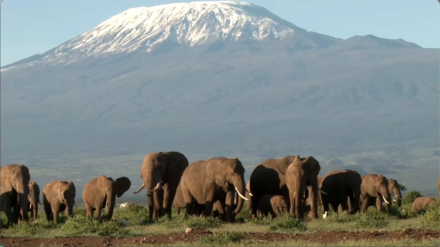 Herd of African elephants with snow-capped Mount Kilimanjaro in the background