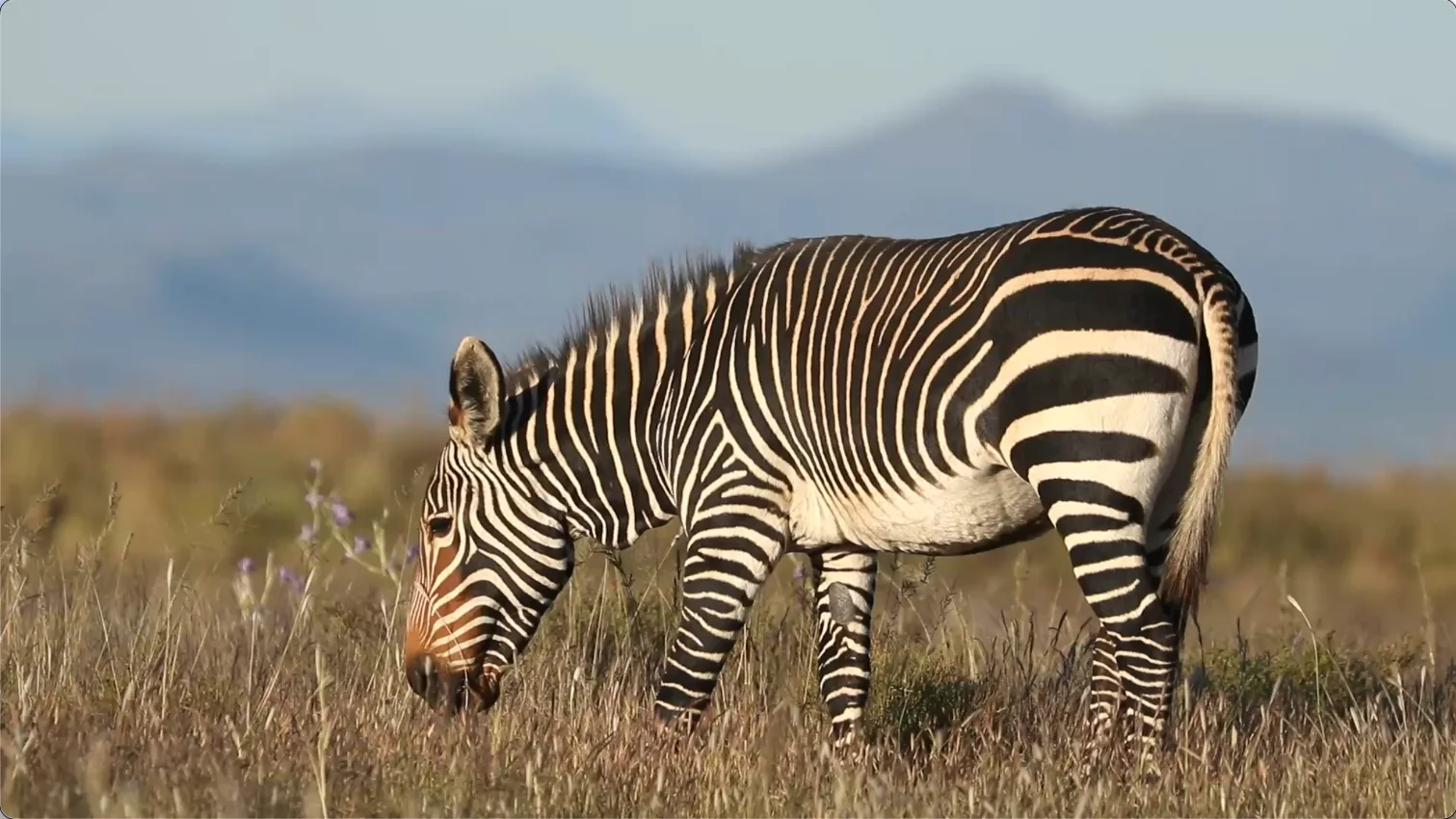 Mountain Zebra National Park