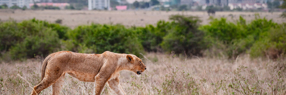 Nairobi national park