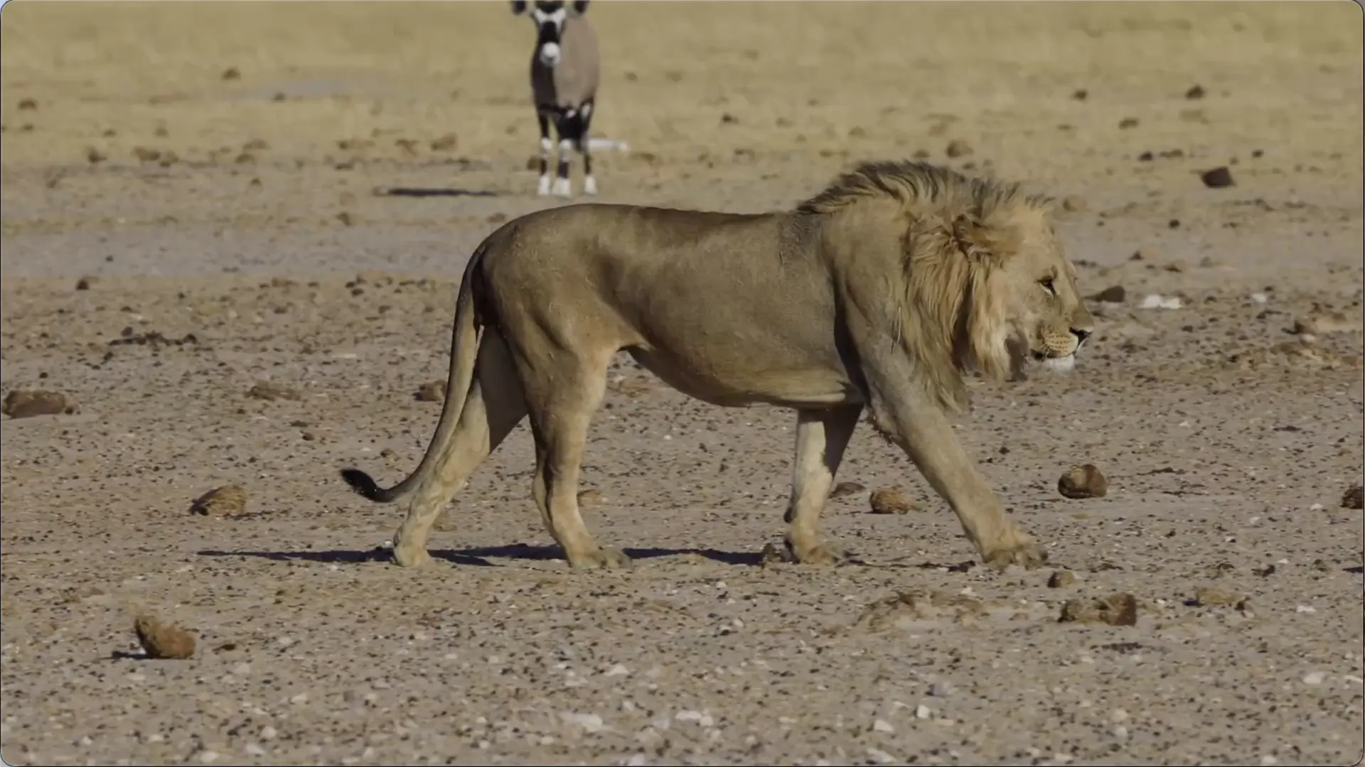Seeing a lion during a Namibian safari