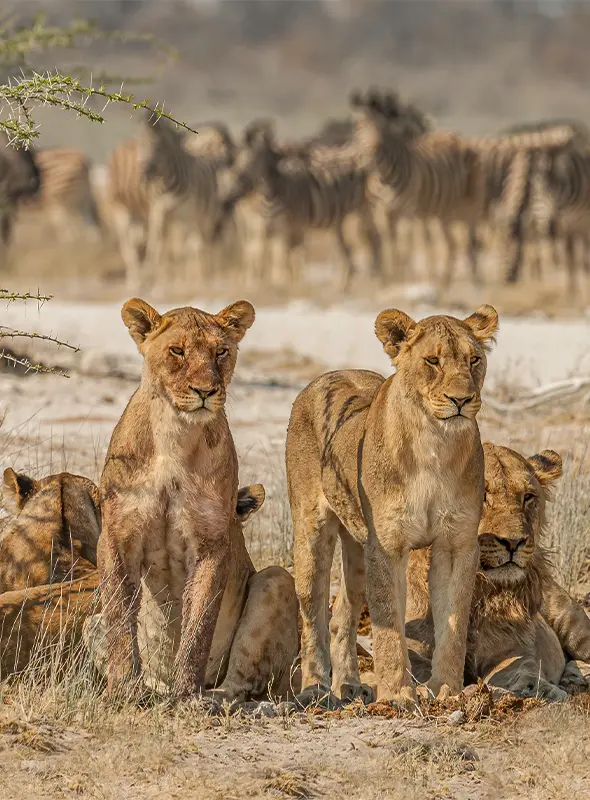 Etosha safari
