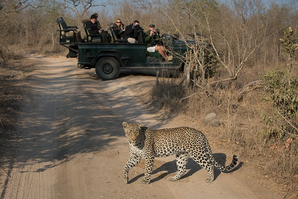 Female leopard crossing a sandy bush track in front of safari guests in an open game-drive vehicle at Londolozi Private Game Reserve, Sabi Sands, South Africa