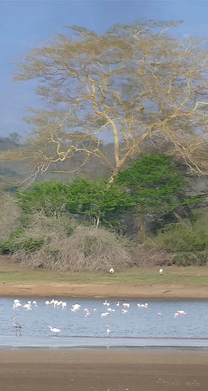 Ndumo Game Reserve pan