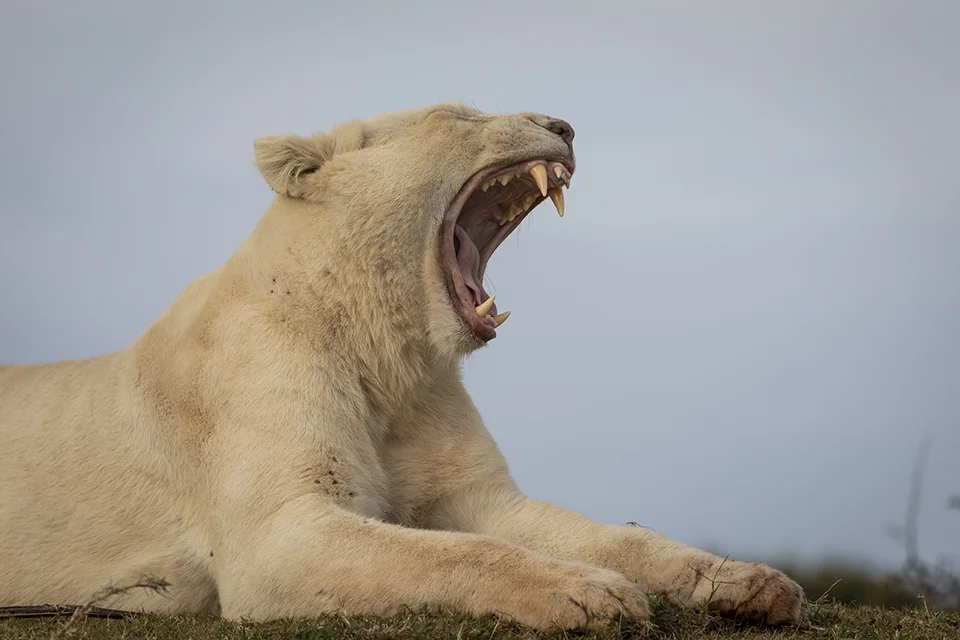 Pumba Private Game Reserve