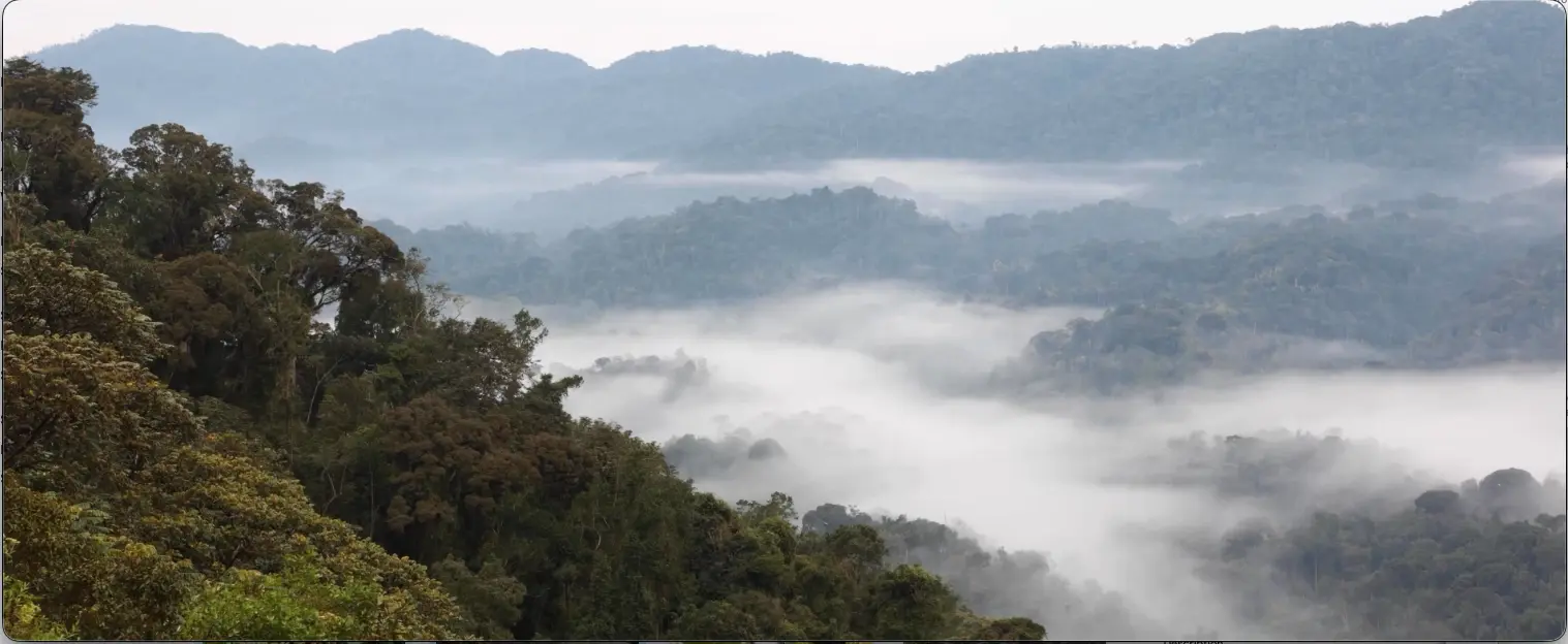 Nyungwe safari