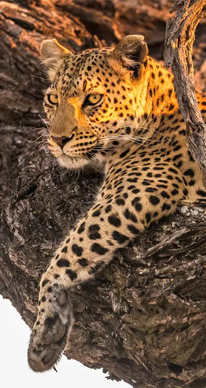 Botswana luxury safari lodges