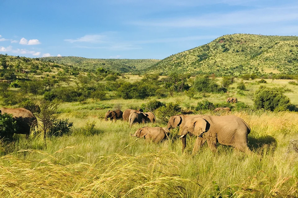 Pilanesberg National Park