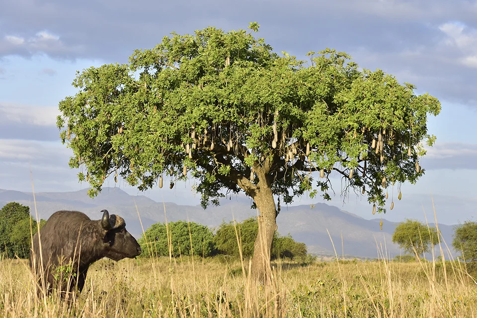 Mikumi National Park