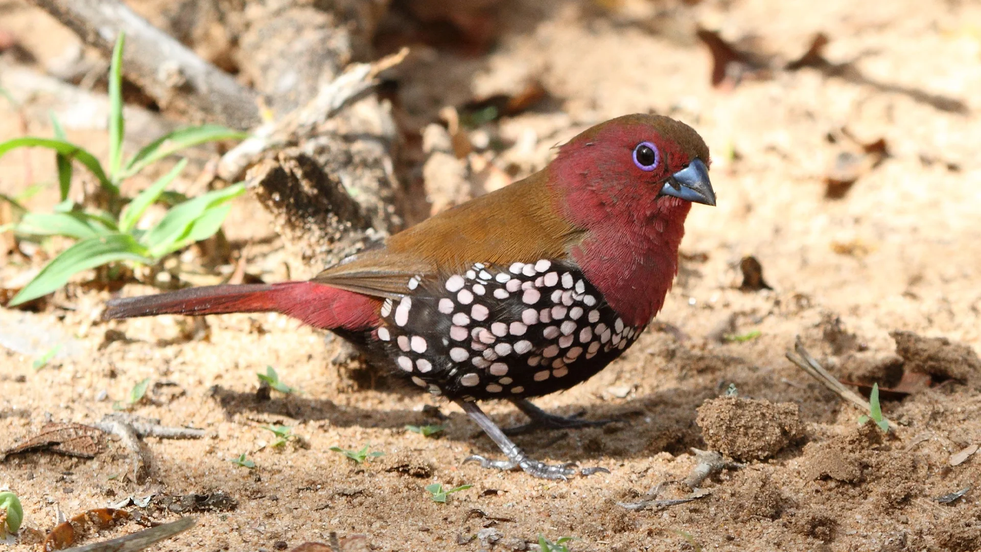 Pink-throated twinspot