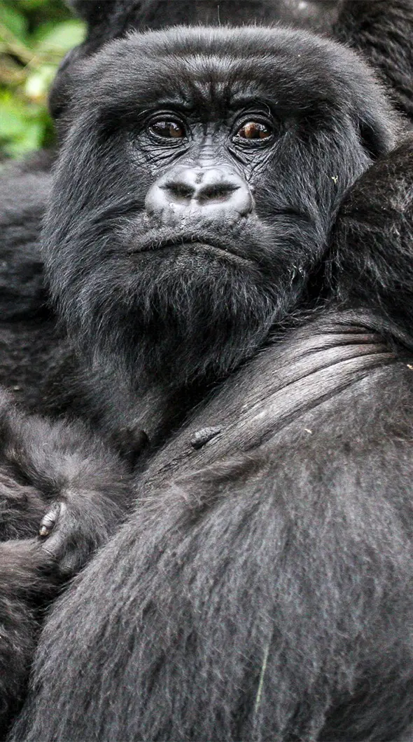 chimp trekking Rwanda