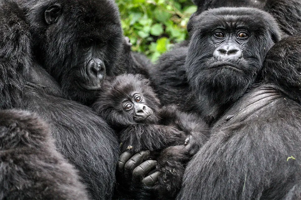 Rwanda primate bonanza