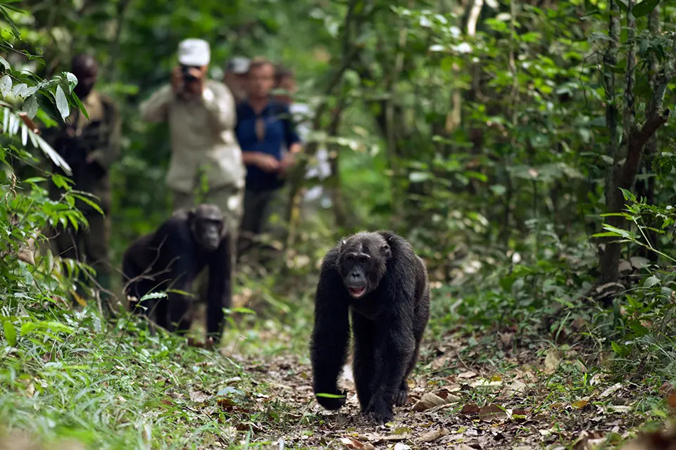 The ultimate primate safari