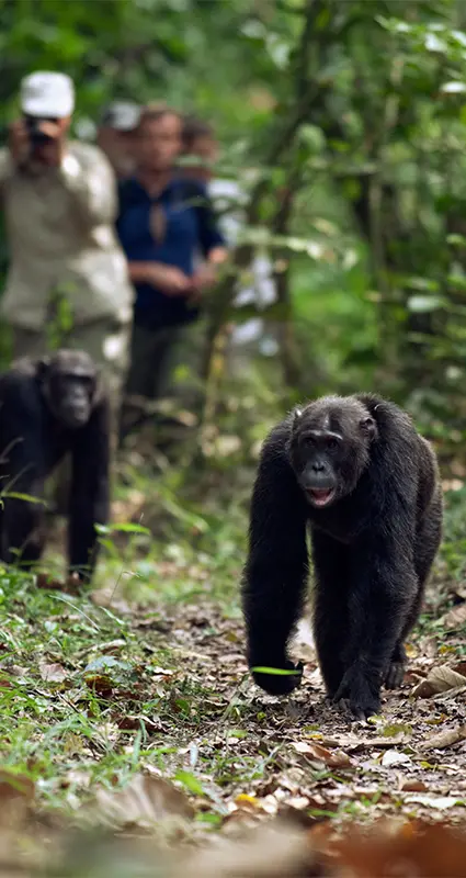 Kyambura Gorge chimp trek