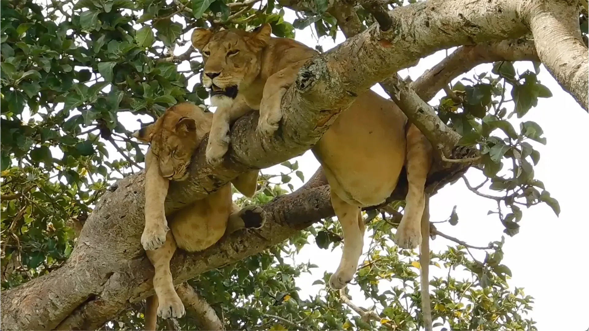 Queen Elizabeth National Park