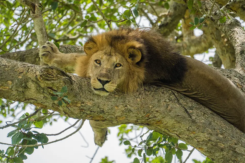 Queen Elizabeth National Park