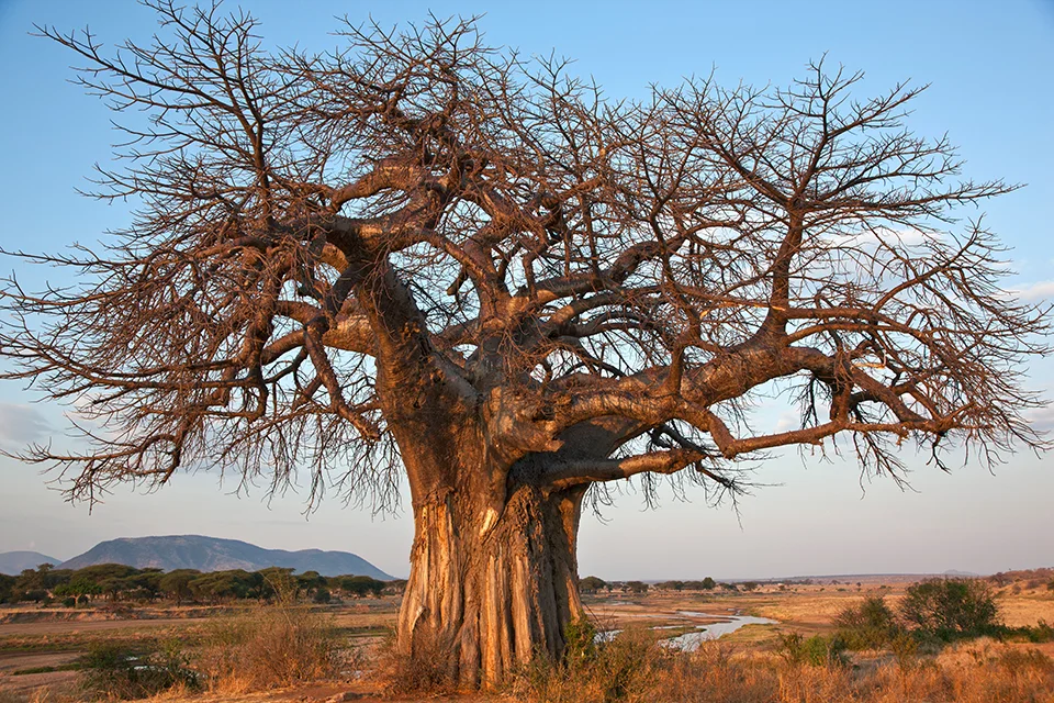 Ruaha National Park