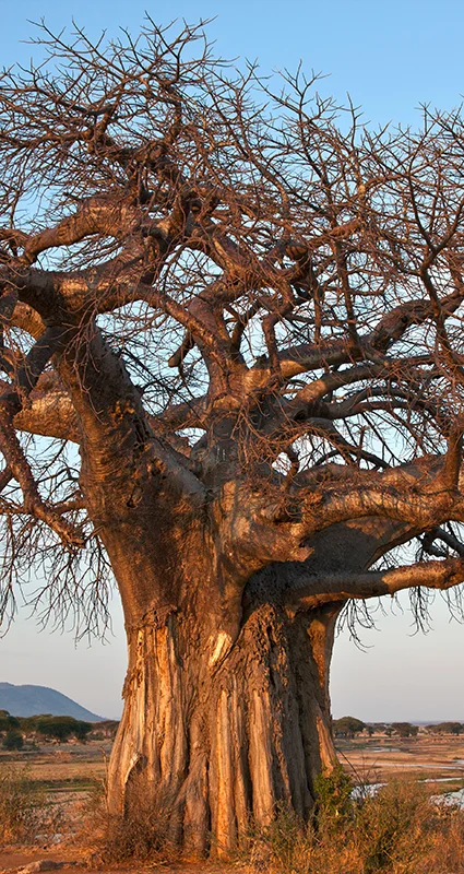 Massive baobab tree with a broad trunk in Ruaha National Park, Tanzania
