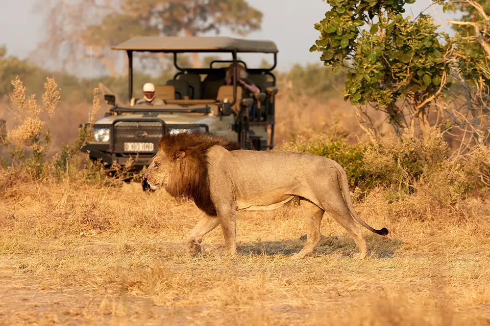 Safari activities