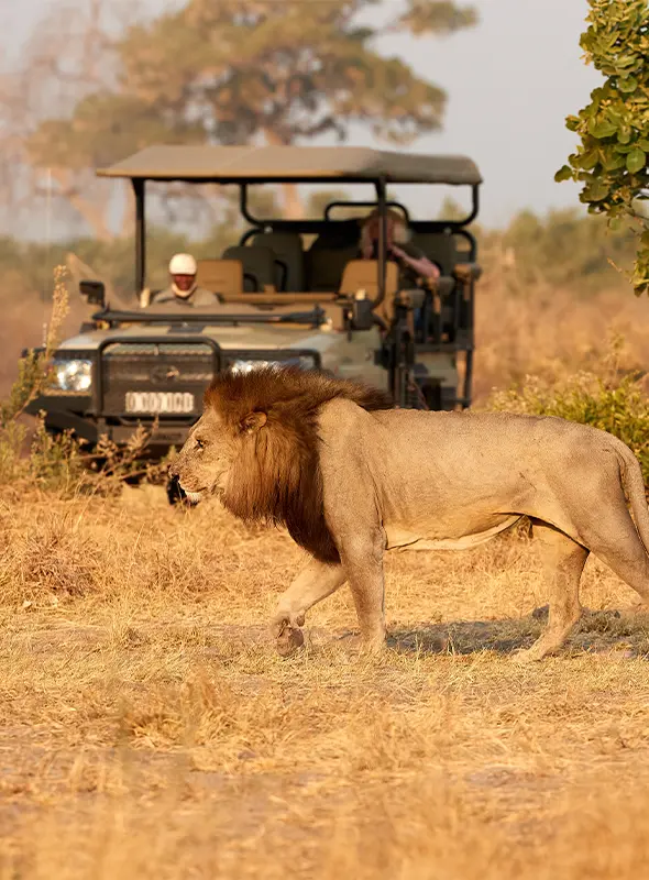 Game drive in Kruger