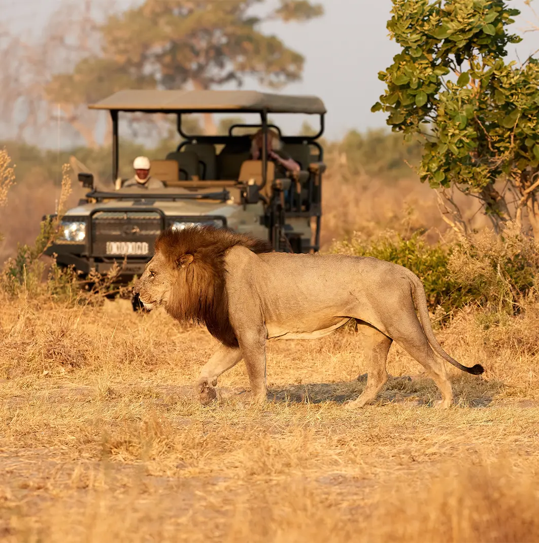 African game drive safari