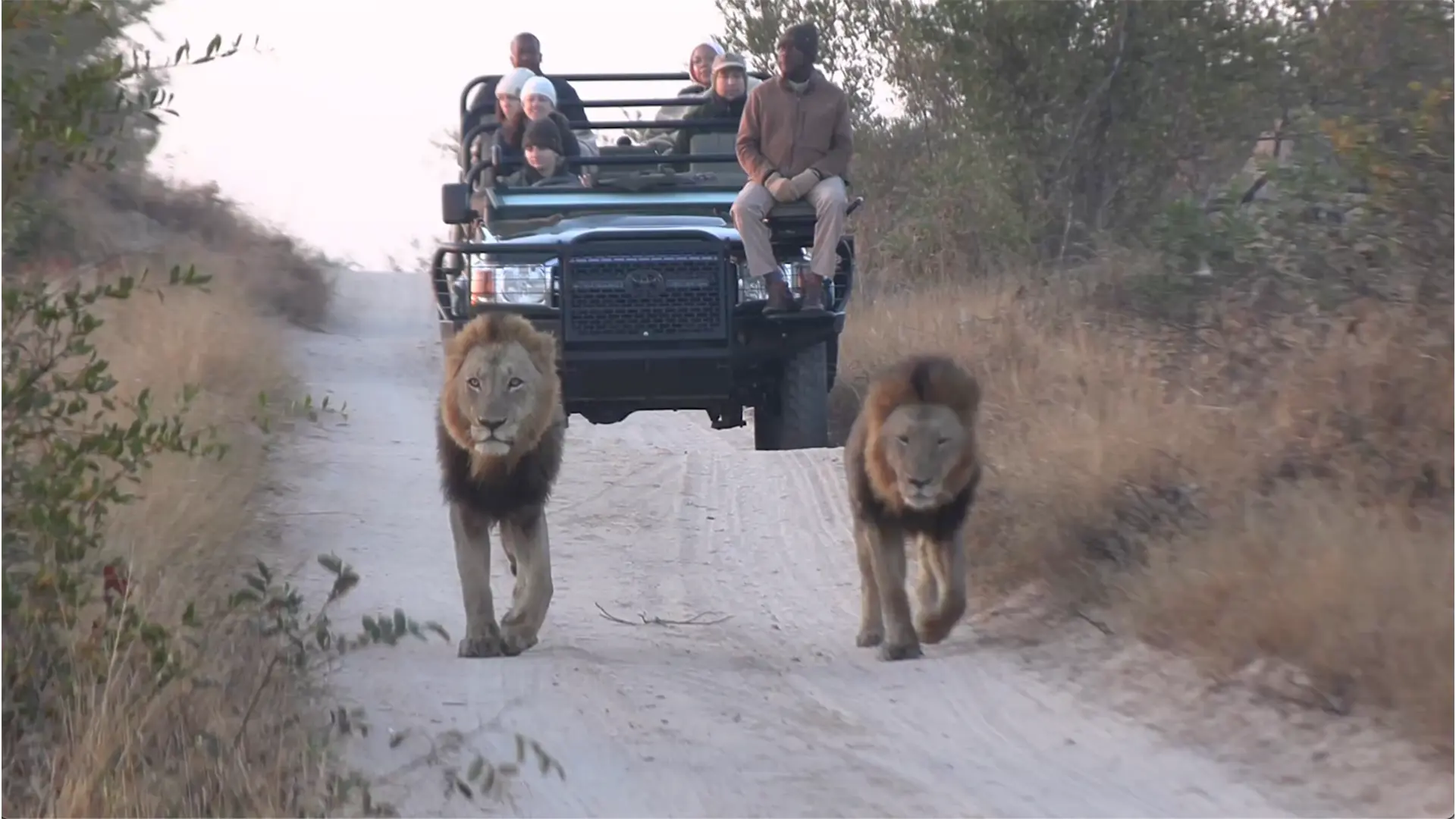 Luxury safari experiences