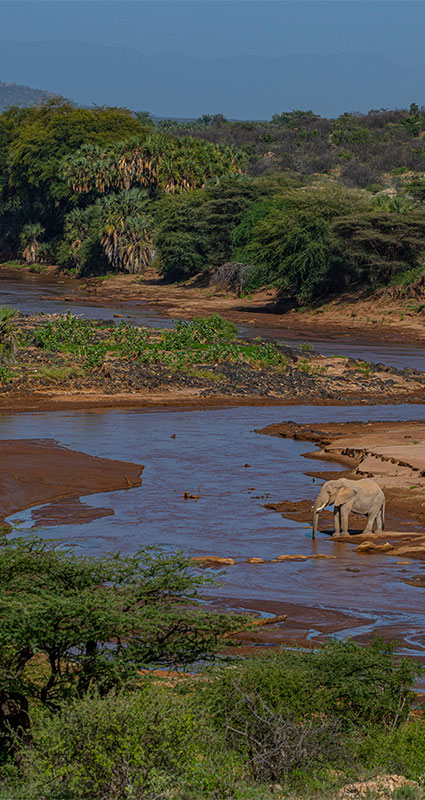 Samburu safari