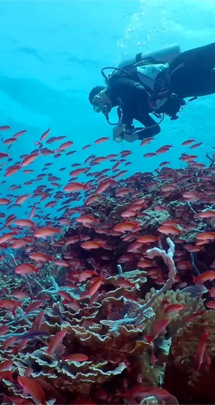 Scuba diver exploring a vibrant coral reef surrounded by schools of colourful tropical fish in the clear blue waters off Pemba Island, Tanzania