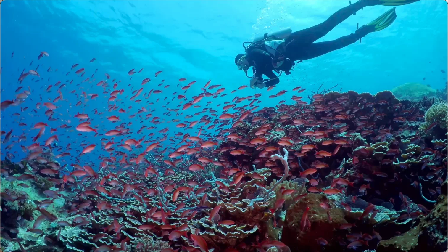 Scuba diver exploring a vibrant coral reef surrounded by schools of colourful tropical fish in the clear blue waters off Pemba Island, Tanzania