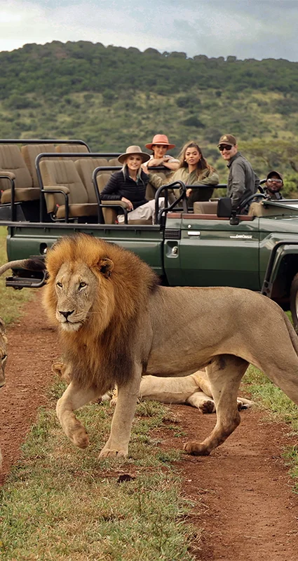 Seeing a lion while on a Thanda Safari game drive