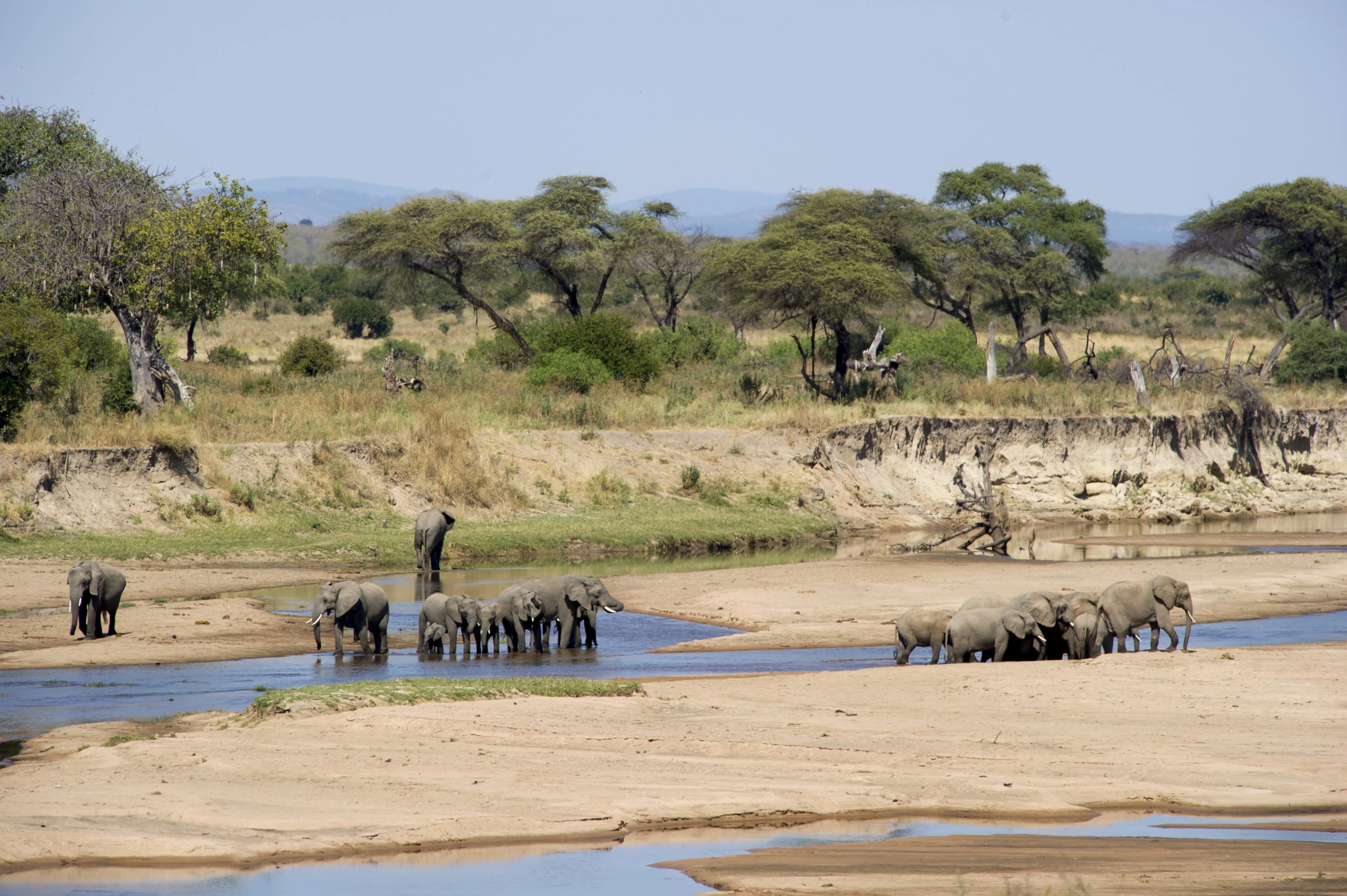 Herd of elephants crossing a river in Nyerere National Park, Tanzania