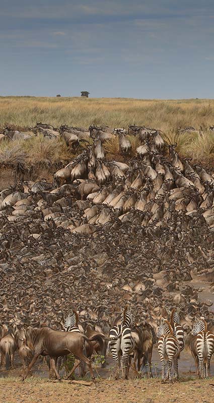 Great Migration Safari