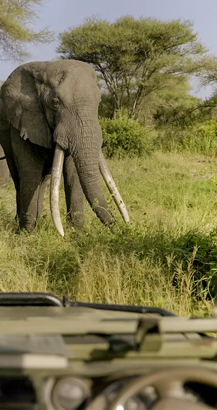 Serengeti migration safari