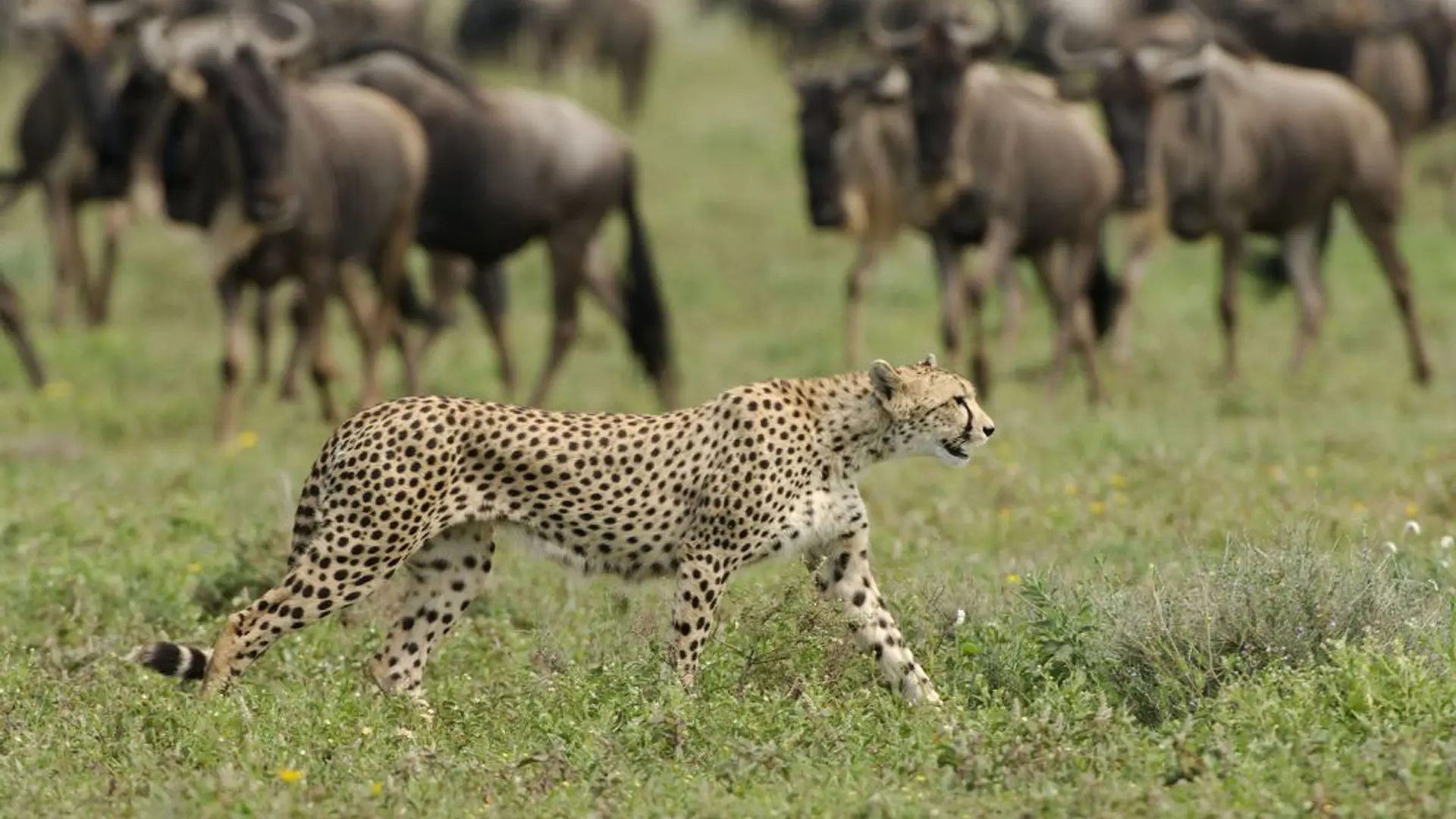 Bush and beach safari