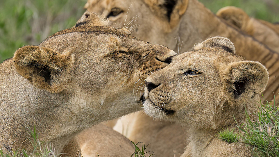 lions, one of the Big 5, in serengeti national park